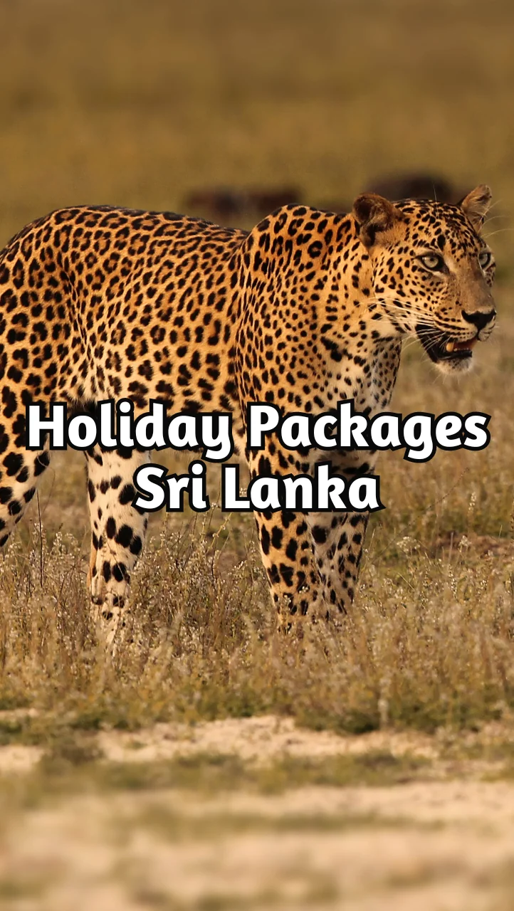 Sri Lankan Leopard on Safari Holiday Package